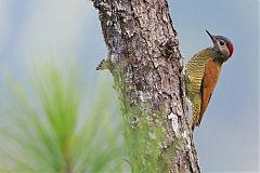 Golden-olive Woodpecker